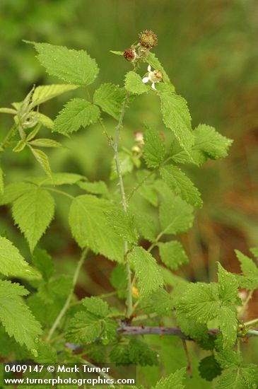 Rubus leucodermis