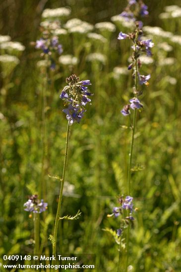 Polemonium occidentale
