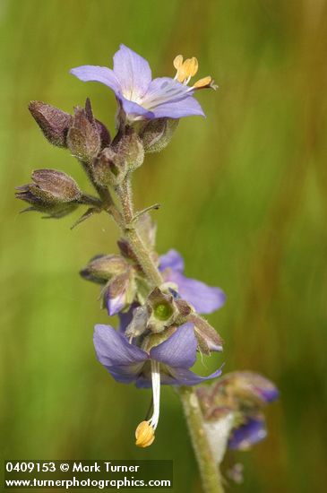 Polemonium occidentale