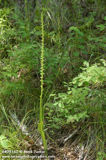 Piperia unalascensis