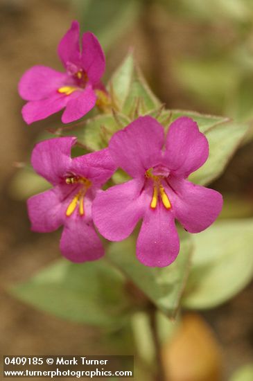 Mimulus cusickii