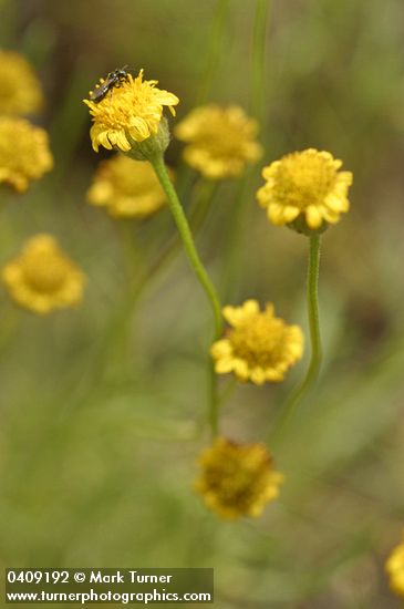 Erigeron austiniae (E. chrysopsidis var. austiniae)
