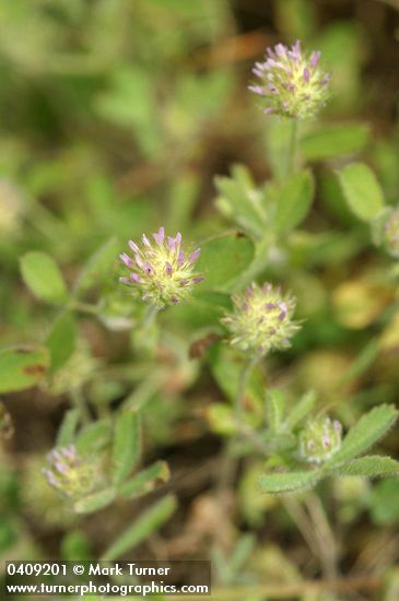 Trifolium microcephalum