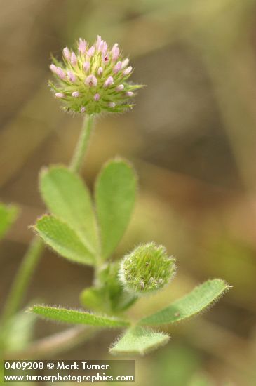 Trifolium microcephalum
