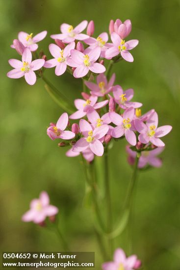 Centaurium muehlenbergii