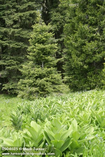 Abies grandis; Veratrum californicum; Hackelia micrantha