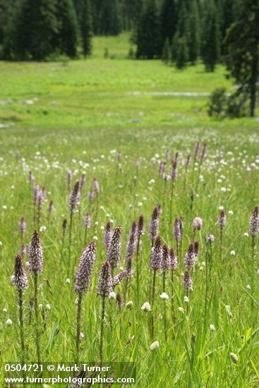 Pedicularis groenlandica
