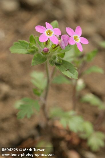 Collomia heterophylla