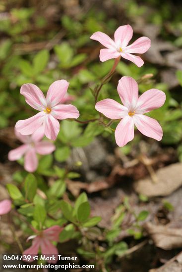 Phlox adsurgens