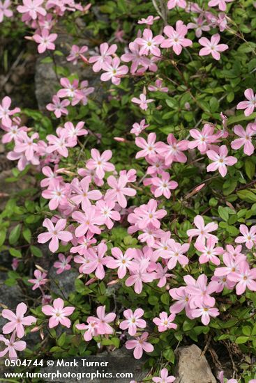 Phlox adsurgens