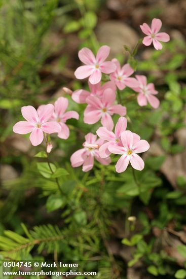 Phlox adsurgens