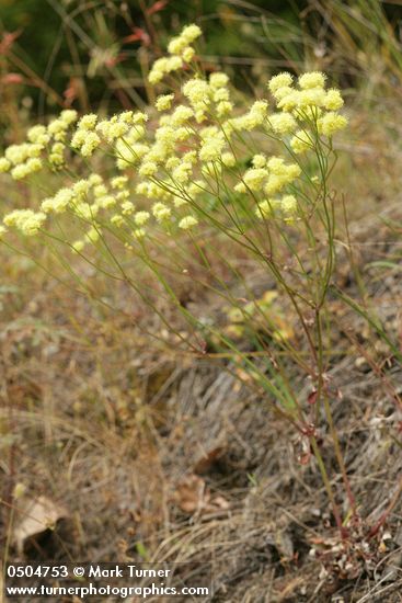 Eriogonum nudum
