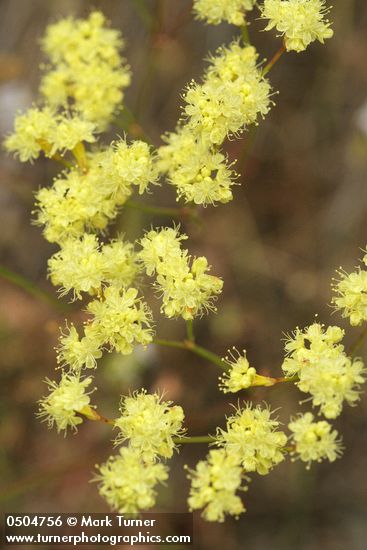 Eriogonum nudum