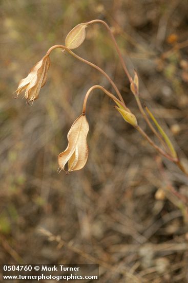 Calochortus umpquaensis
