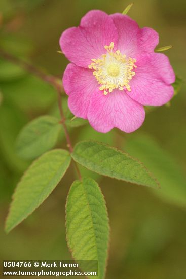 Rosa pisocarpa
