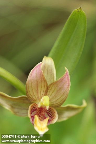 Epipactis gigantea