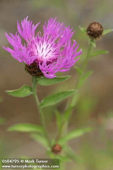 Centaurea debeauxii ssp. thuillieri (C. pratensis)