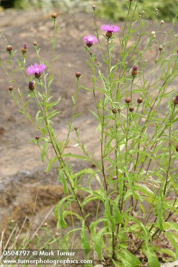 Centaurea debeauxii ssp. thuillieri (C. pratensis)