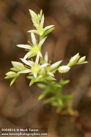 Sedum stenopetalum