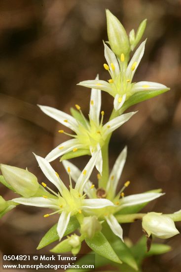 Sedum stenopetalum
