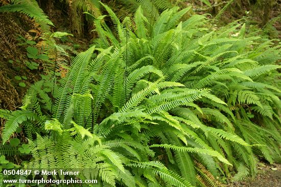 Blechnum spicant