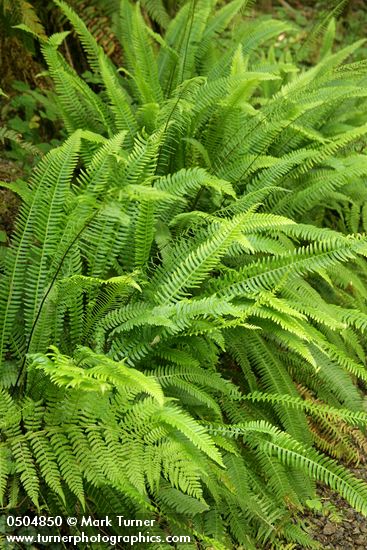 Blechnum spicant