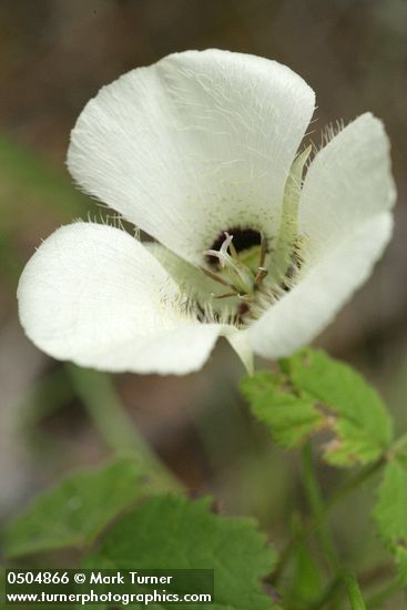 Calochortus umpquaensis