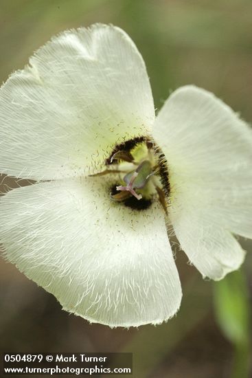 Calochortus umpquaensis