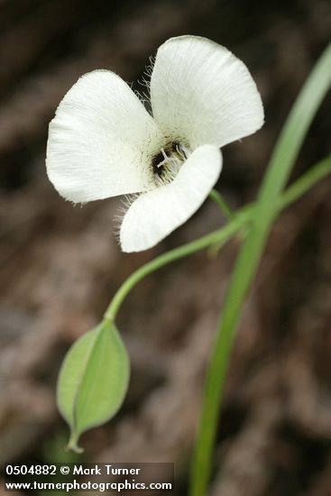 Calochortus umpquaensis