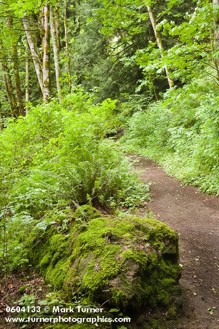 Polystichum munitum; Alnus rubra; Acer circinatum; Rubus spectabilis