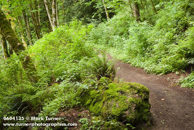 Polystichum munitum; Alnus rubra; Acer circinatum; Rubus spectabilis