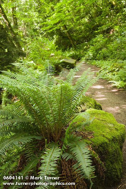 Polystichum munitum; Alnus rubra; Acer circinatum; Rubus spectabilis