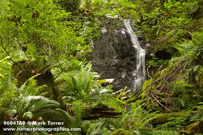 Polystichum munitum; Vaccinium parvifolium