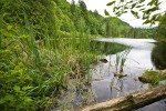Cattails & floating log at edge of Squires Lake