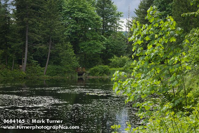 Acer macrophyllum; Pseudotsuga menziesii