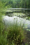 Rushes at edge of Squires Lake