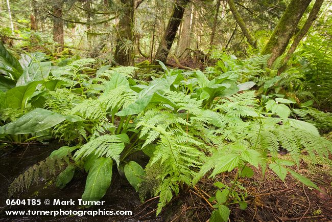 Dryopteris expansa; Lysichiton americanus
