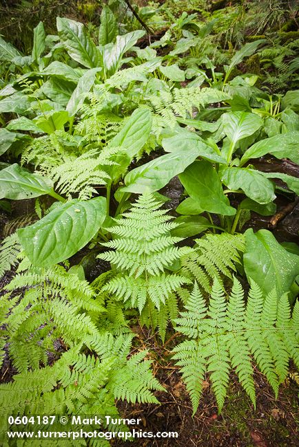 Dryopteris expansa; Lysichiton americanus