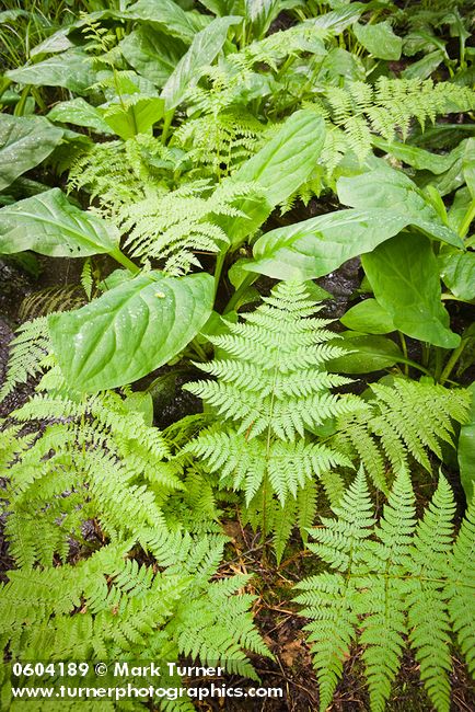 Dryopteris expansa; Lysichiton americanus