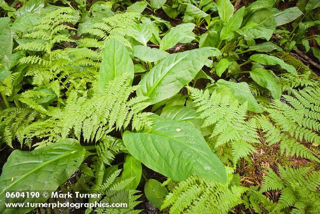 Dryopteris expansa; Lysichiton americanus