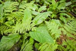 Wood Ferns & Skunk Cabbage foliage in wetland