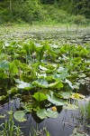 Squires Lake w/ Yellow Pond-lilies