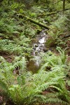 Sword Ferns cover ravine w/ small stream