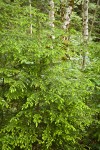 Young Western Hemlock w/ new growth