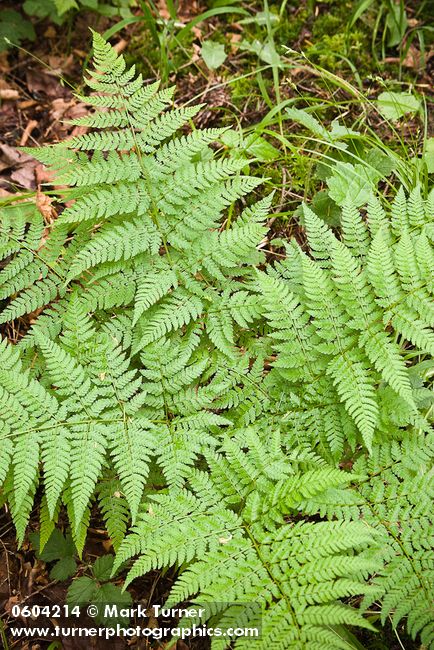 Dryopteris expansa