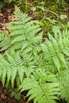 Wood Fern