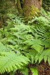 Lady Ferns at base of tree