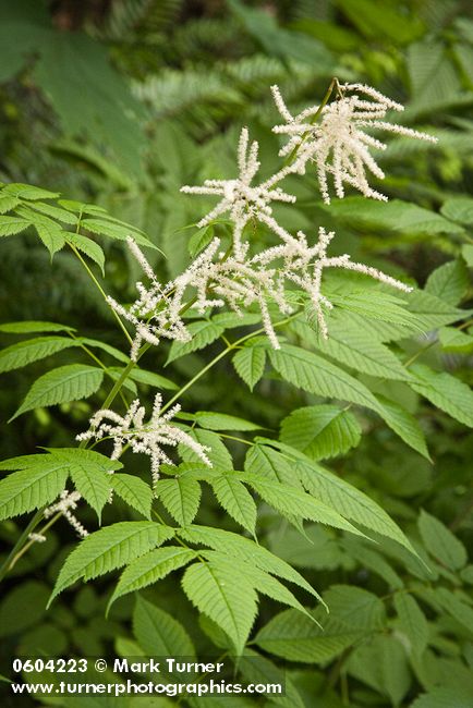 Aruncus dioicus