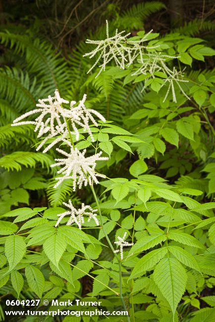 Aruncus dioicus