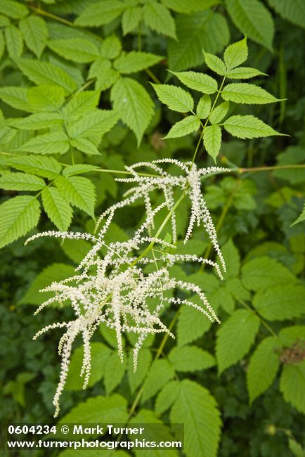 Aruncus dioicus